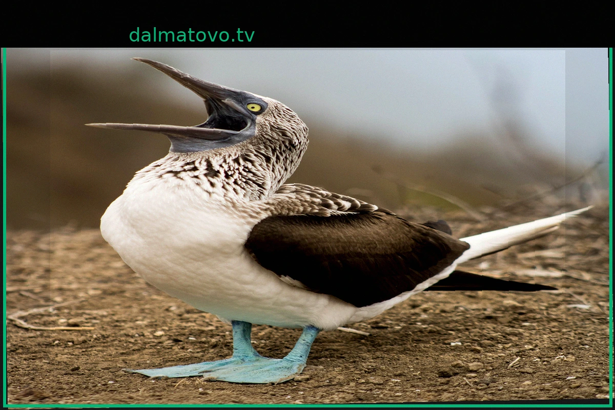 Морские птицы из Южной Америки мигрируют севернее обычного в Панаме из-за Эль-Ниньо